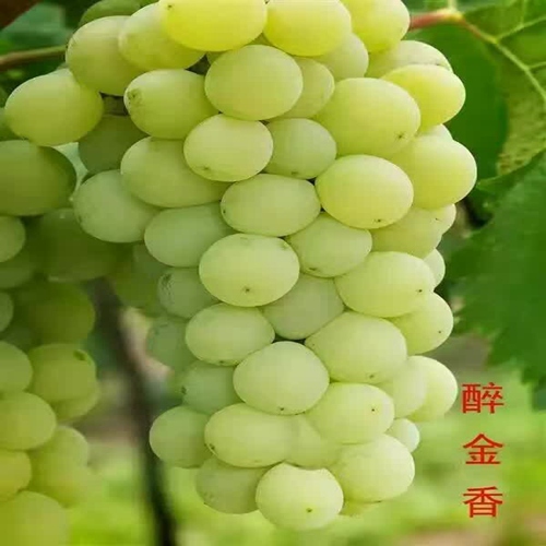 好消息：天水无核白鸡心葡萄苗大量出售价格公道