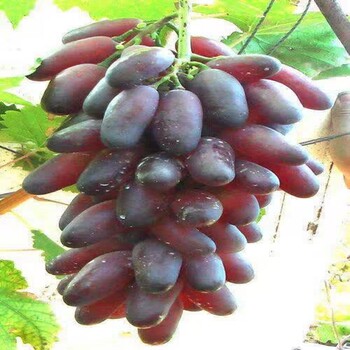 好消息：株洲秦龍大穗葡萄苗哪里便宜價(jià)格實(shí)時(shí)分享