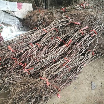 便宜出售：中衛(wèi)莫麗莎葡萄苗哪里便宜價(jià)格實(shí)時分享
