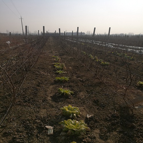 市场资讯：商丘黑色甜菜葡萄苗种植技术免费包教包会