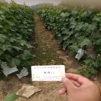好消息：和田巨玫瑰葡萄苗大量出售價(jià)格公道