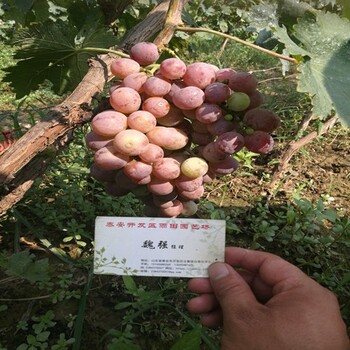 便宜出售：株洲黎明無核葡萄苗品種價(jià)格低包郵