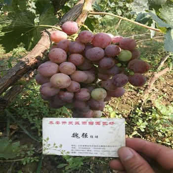 市場(chǎng)資訊：商丘巨玫瑰葡萄苗報(bào)價(jià)便宜