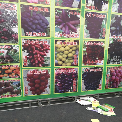 行情资讯：商丘大粒六月紫葡萄苗哪里采购价格多少