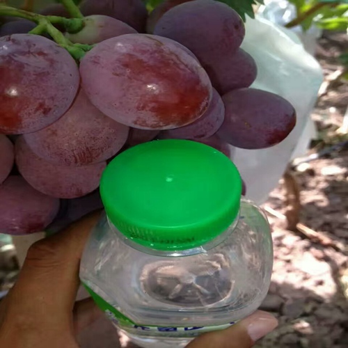 市场资讯：德州秋红宝葡萄苗出售2.5元一株
