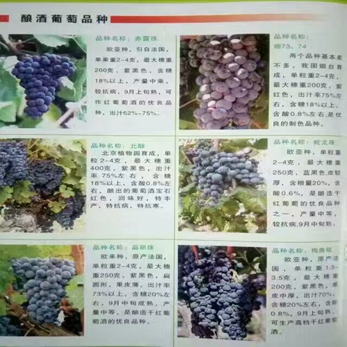 好消息：商丘玫瑰香葡萄苗欢迎价格实惠