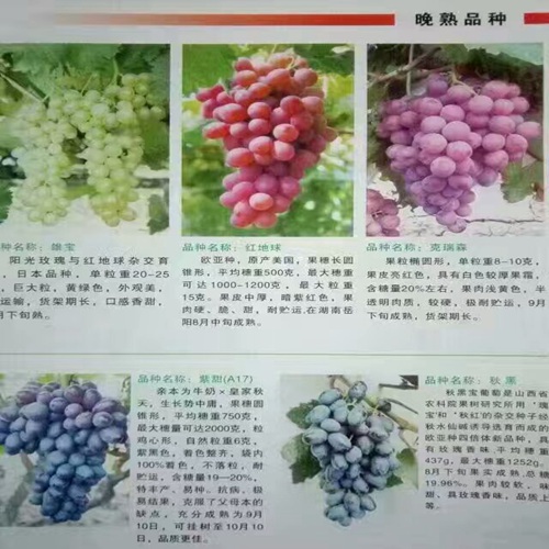 便宜出售：商丘妮娜皇后葡萄苗种植技术免费包教包会