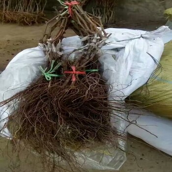 資訊：商丘比昂扣葡萄苗品種價(jià)格低包郵