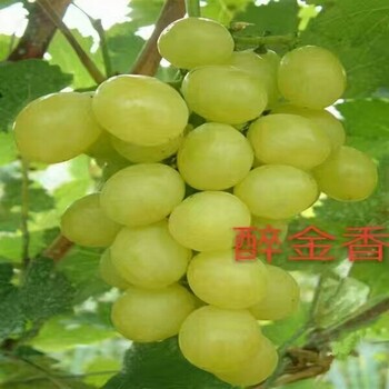 好消息：和田無(wú)核A09葡萄苗哪里采購(gòu)價(jià)格多少