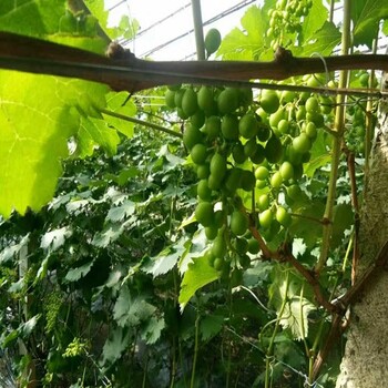 好消息：天水紫乳無(wú)核葡萄苗種植技術(shù)免費(fèi)包教包會(huì)