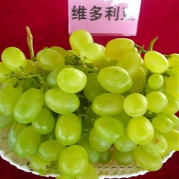 資訊：和田浪漫紅寶石葡萄苗規(guī)格質(zhì)量好