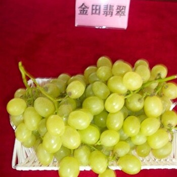市場資訊：商丘醉金香葡萄苗基地質(zhì)量有