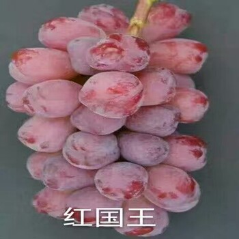 资讯：天水早紫葡萄苗2018价格行情分析