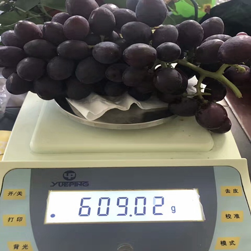好消息：和田魏可葡萄苗規(guī)格好