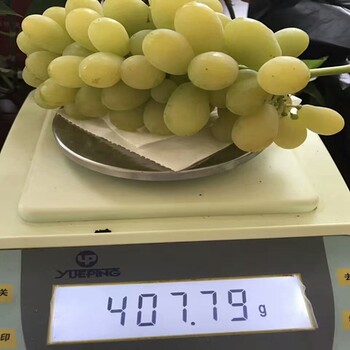 好消息：中衛(wèi)黑提葡萄苗育苗基地