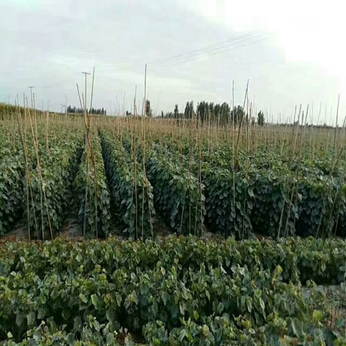 市場資訊：和田紅吧拉蒂葡萄苗報價便宜