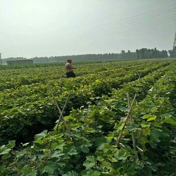 便宜出售：中卫大粒六月紫葡萄苗基地质量有