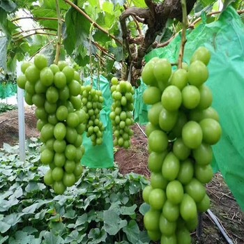 便宜出售：天水玫瑰香葡萄苗規(guī)格質(zhì)量好