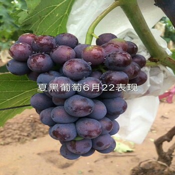 市場資訊：中衛(wèi)美人指葡萄苗基地質(zhì)量有