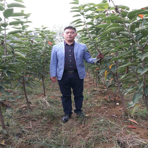 資訊昌吉俄八櫻桃樹近期價格變動