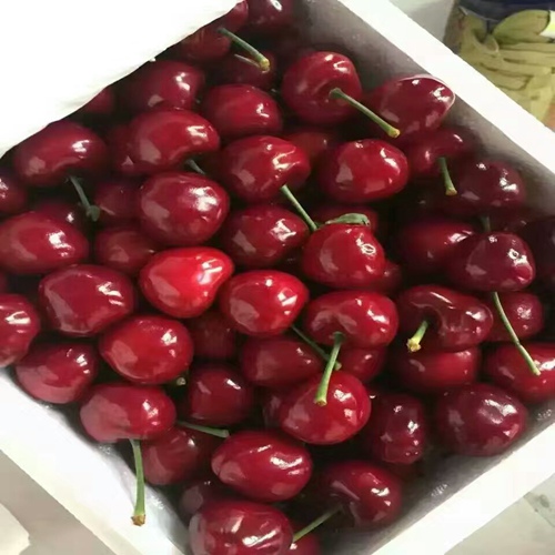 便宜出售：蘭州俄八櫻桃樹基地有