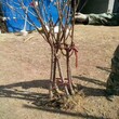 行情资讯：钦州俄八樱桃树专业育苗基地