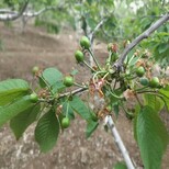 资讯：邯郸俄八樱桃树基地质量有图片2