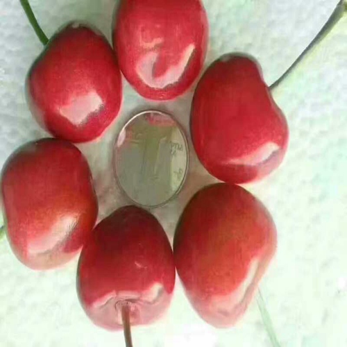 好消息大理俄八櫻桃樹大棚種植管理新方法