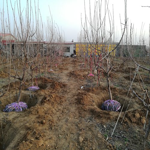 好消息大理俄八櫻桃樹大棚種植管理新方法