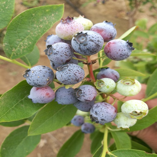 资讯石嘴山蓝鸟蓝莓苗大棚种植管理新方法