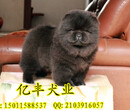 纯种松狮赛级松狮幼犬北京松狮价格亿丰犬舍出售图片