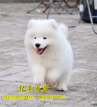 北京萨摩价格纯种萨摩幼犬出售北京亿丰犬舍出售