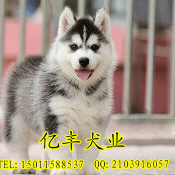 北京哈士奇多少钱纯种哈士奇价格纯种哈士奇幼犬北京亿丰犬舍出售