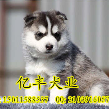 纯种哈士奇多少钱纯种哈士奇好养吗北京哈士奇幼犬多少钱北京亿丰犬舍出售
