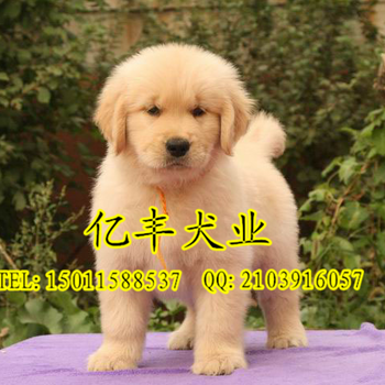 北京纯种金毛幼犬大头宽嘴金毛幼犬纯种黄金猎犬