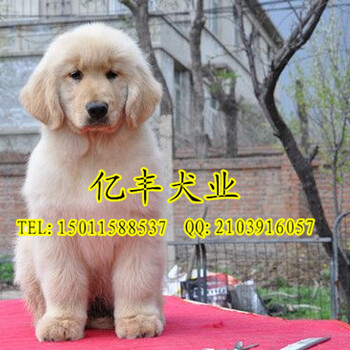 北京纯种金毛幼犬多少钱一只赛级金毛幼犬出售