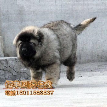 纯种高加索幼犬出售北京高加索幼犬出售亿丰犬舍出售