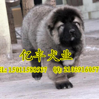 纯种高加索幼犬出售纯种高加索幼犬出售北京高加索好养吗亿丰犬舍出售