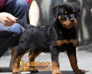 纯种罗威纳幼犬纯种罗威纳价格北京罗威纳幼犬出售图片5