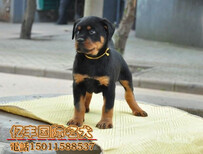 纯种罗威纳幼犬纯种罗威纳价格北京罗威纳幼犬出售图片2