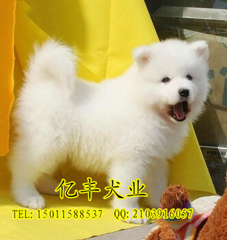 北京亿丰犬舍赛系萨摩赛系萨摩耶幼犬出售同城可送货