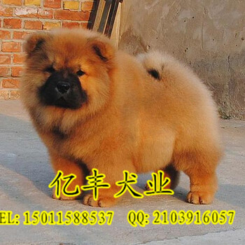 松狮哪里卖松狮犬哪家好北京亿丰名犬松狮多少钱