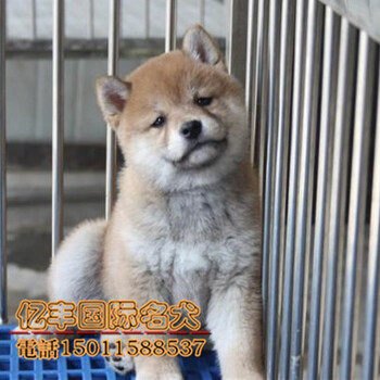 出售纯种柴犬赛系柴犬出售北京亿丰犬舍柴犬