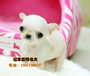 双血统吉娃娃幼犬出售纯种吉娃娃价格北京亿丰犬舍可送货