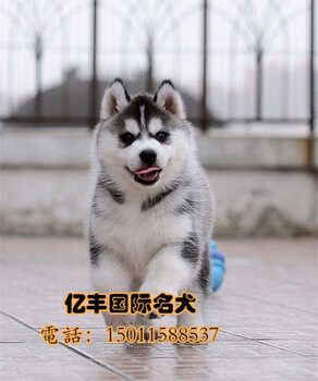 双血统哈士奇纯种哈士奇价格北京亿丰犬舍出售