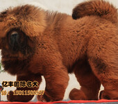 出售纯种藏獒赛系藏獒幼犬出售北京亿丰犬舍直销