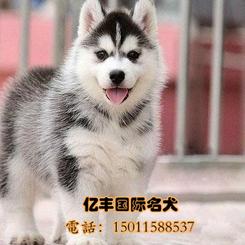 北京亿丰犬舍哈士奇赛系哈士奇幼犬出售可送货