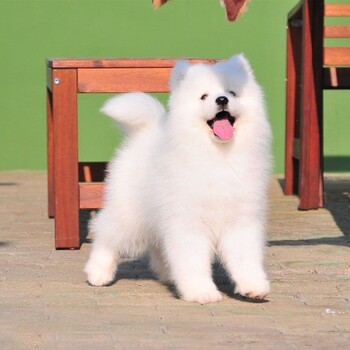 纯种萨摩耶犬多少钱澳版萨摩耶出售3个月大萨摩犬