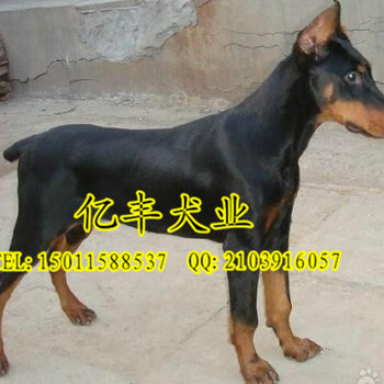 北京哪里出售德系杜宾杜宾幼犬多少钱保纯种保健康
