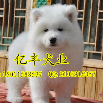 纯种萨摩耶北京三个月萨摩耶犬多少钱亿丰犬舍